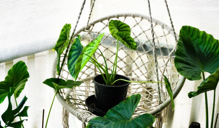 découvrez l'univers fascinant des plantes d'intérieur : conseils d'entretien, choix des espèces, et astuces pour embellir votre maison avec des houseplants.